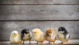 В Китае накормят голодающих из-за коронавируса 300 млн цыплят